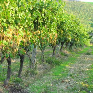 TrebbianoGrapePlantationItaly