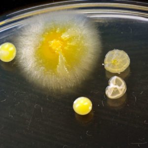 VinegarBacterial